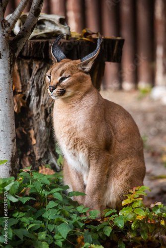 Canvas Print Caracal