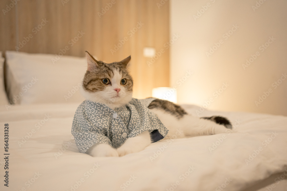 travel japan concept with scottish cat wear japan style cloth