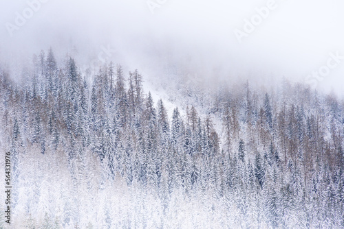 Winter frost on trees with snow in mountain