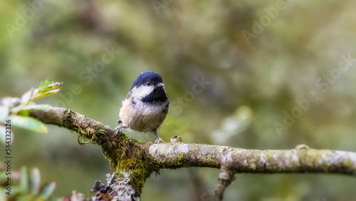 periparus ater, Coal tit perching on a branch