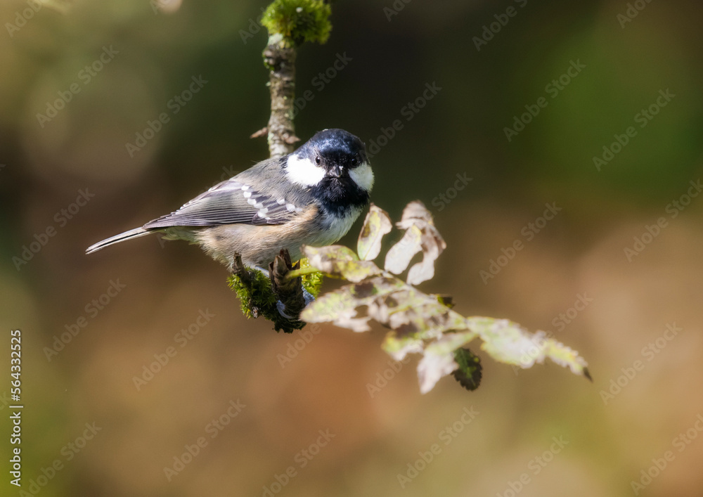 Coal tit, periparus ater perched on a branch Coal tit, periparus ater perched on a branch