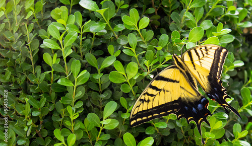 Mariposa amarilla sobre arbusto en primavera