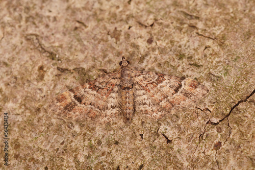 Closeup on a well camouflaged micro double-striped pug geometer moth   Gymnoscelis rufifasciata sitting on wood