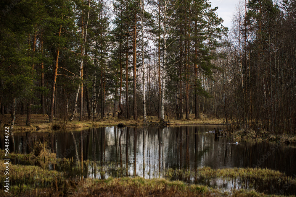 forest landscape, small body of water with reflection