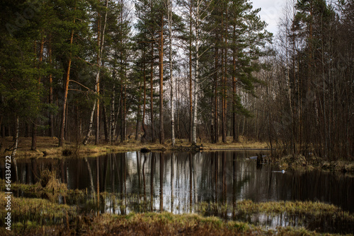 forest landscape, small body of water with reflection