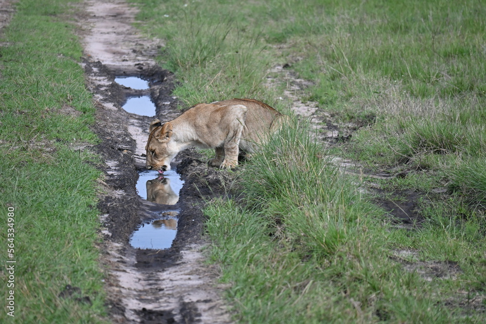 Obraz premium Leona bebiendo con reflejo, Maasai Mara, Kenia
