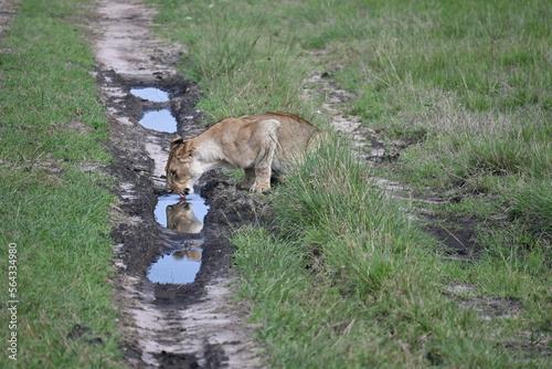 Leona bebiendo con reflejo  Maasai Mara  Kenia