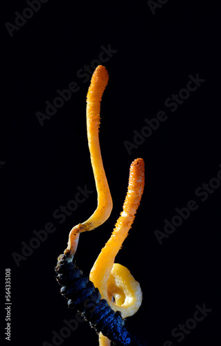 The Cordyceps militaris fun...