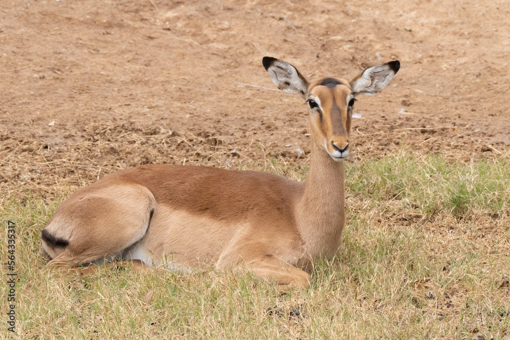 captive nyala antelope with tag in ear is resting on the ground