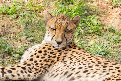 Photography cheetah has eyes closed and is napping on the ground
