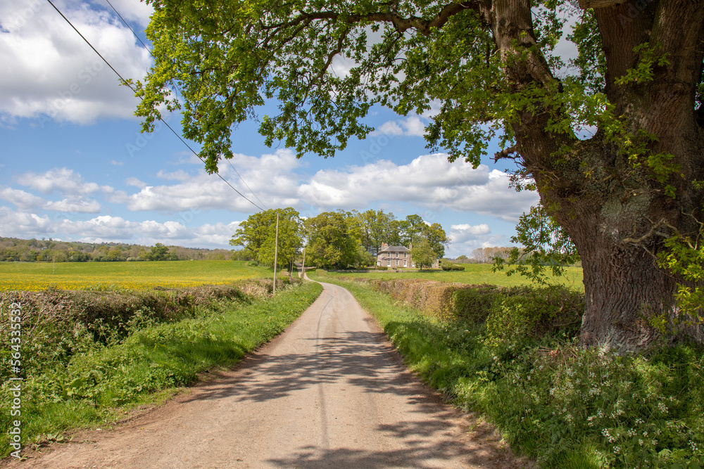Summertime country road in the UK.