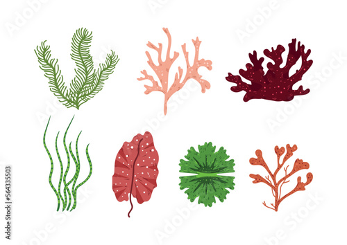 Collection of colorful detailed algae. Illustrations isolated on white background. photo