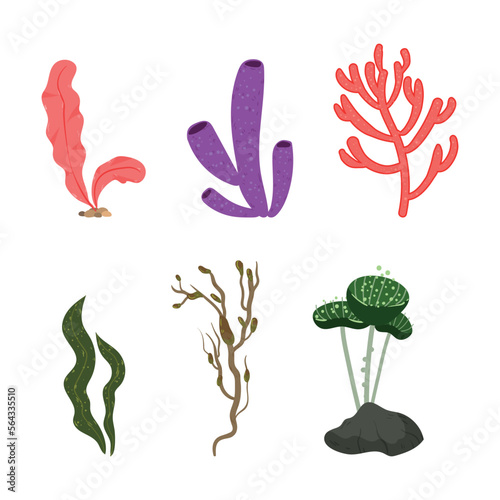 Collection of colorful detailed algae. Illustrations isolated on white background. photo