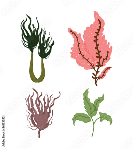 Collection of colorful detailed algae. Illustrations isolated on white background. photo