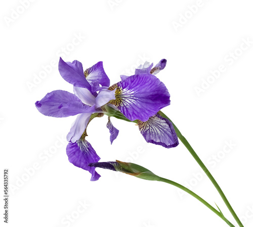  iris flowers isolated on white background, beautiful spring plant.