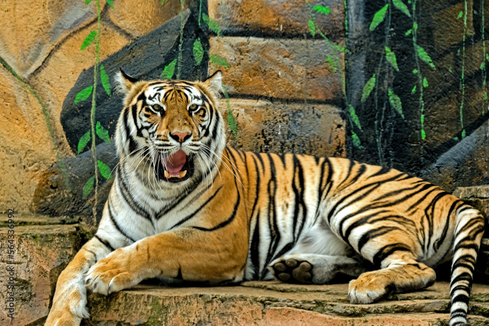 Obraz premium tiger in the zoo
