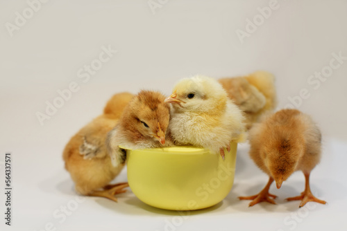Cute little sleepy chickens on a gray background - two in a yellow bowl, three nearby.