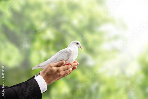 Male hand holding a white dove in a park with trees