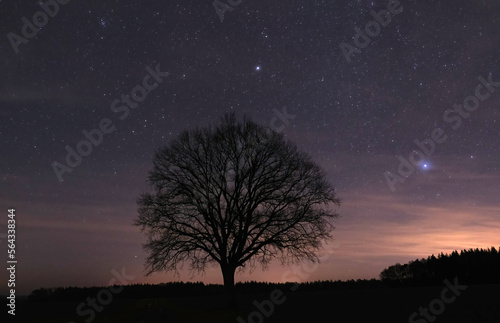 Einzelner Baum vor dem Sternenhimmel