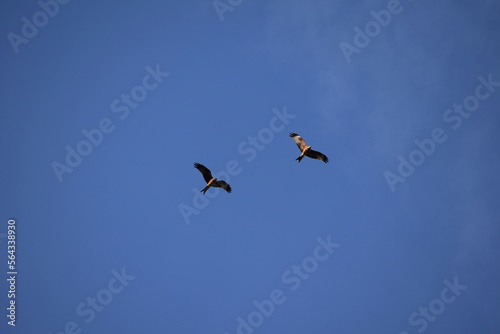 Zwei Rotmilane am Himmel