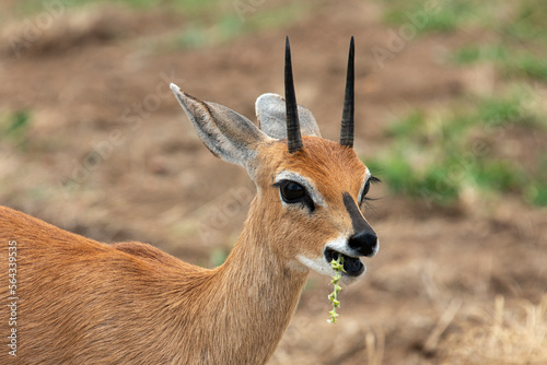 Oribi, Ourébi, Bleebok, Ourebia ourebi