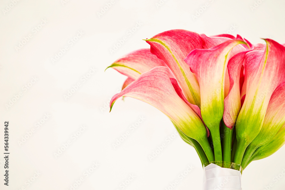 pink calla flowers,background with flowers	