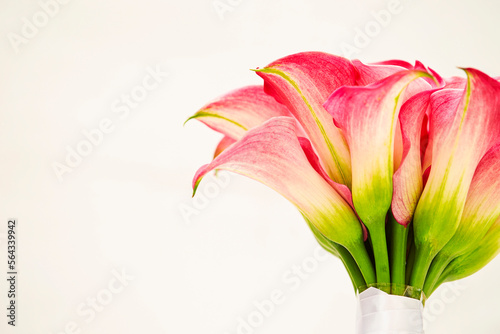 pink calla flowers,background with flowers 