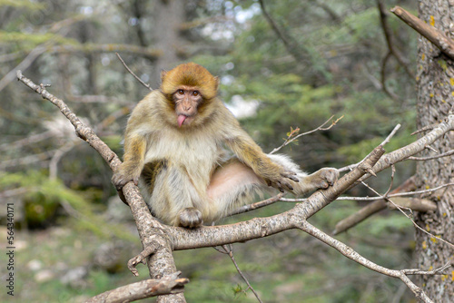 Monkey in Michlifen's forest, Ifrane, Morocco. © ELBACHIR