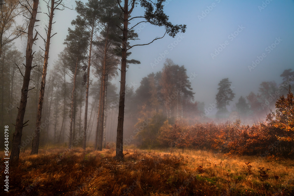 Colorful autumn forest in the fog