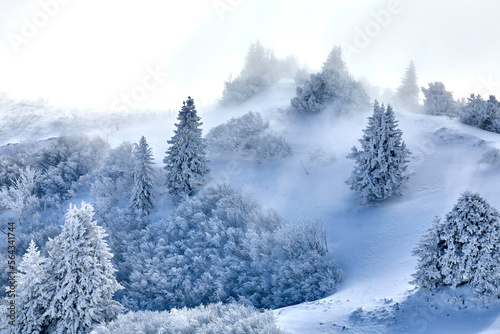 Winterlicher Wald im Nebel. Schneebedeckte Bäume