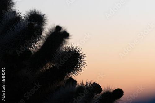 Cholla Cactus Garden Sunrise, Joshua Tree National Park, Joshua Tree, California