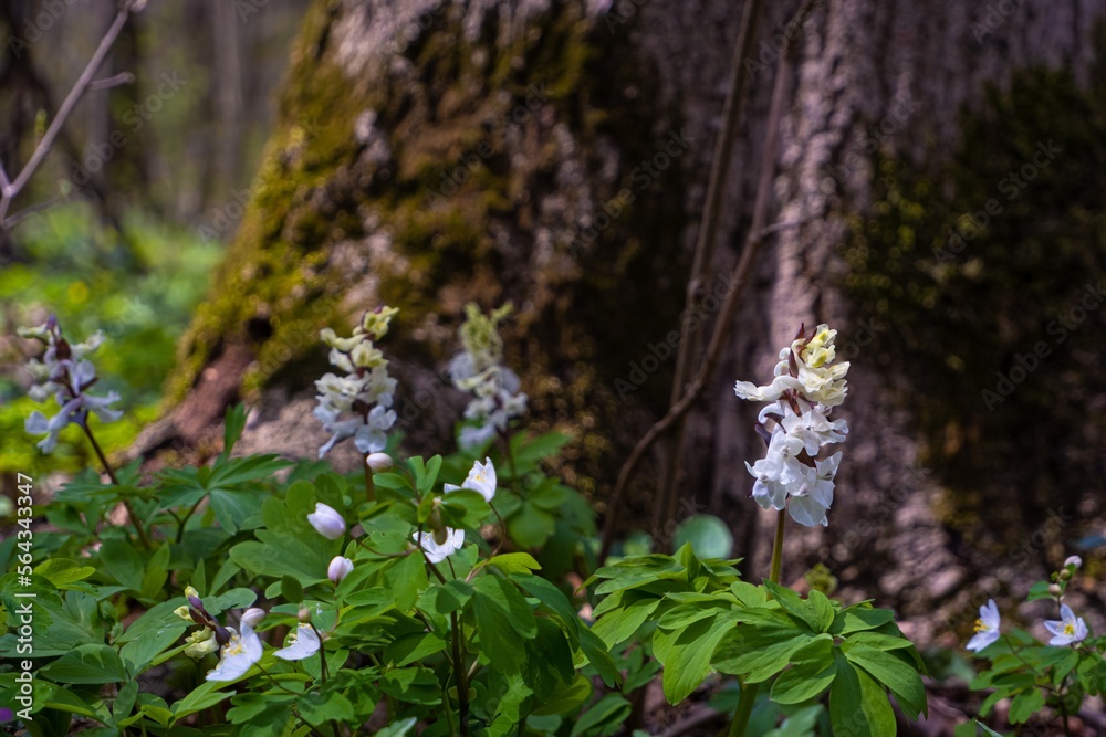 white fumewort flower grow at big tree trunk, possibly Corydalis solida, pagan ritual herb, bright spring sunshine meadow, environment explore mood, blurred vegetation background, ecotourism macro