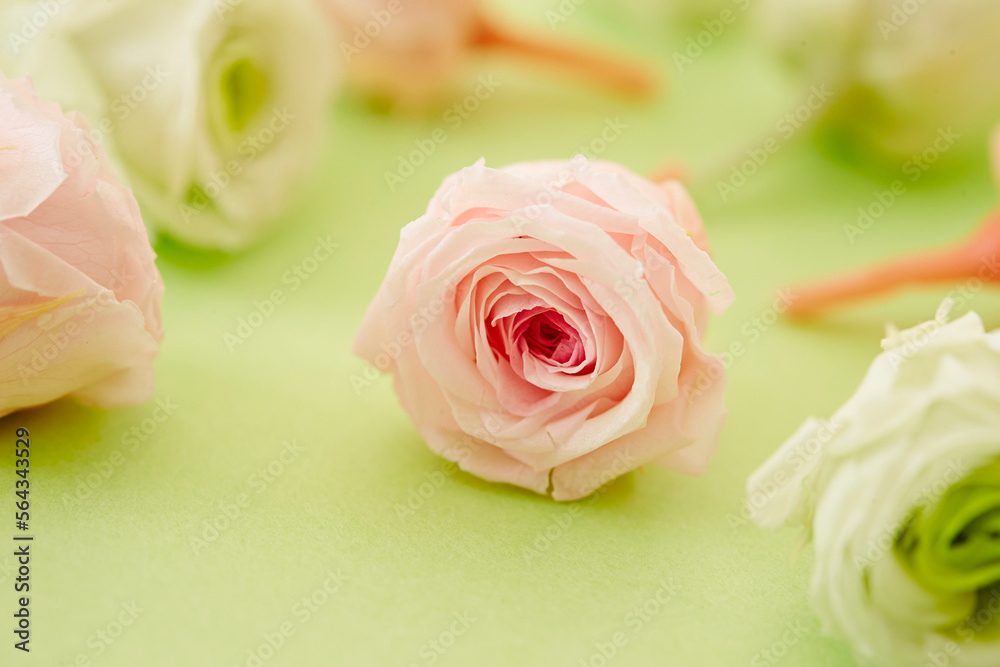 Preserved flower,dried rose background