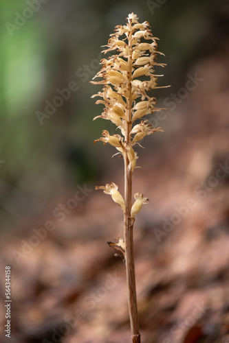 Brown Neottia nidus-avis, the bird's-nest orchid and non-photosynthetic orchid in the piatra craiului mountains in Romania 