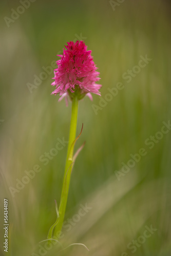 Beautiful red orchid Nigritella rubra sangele voinicului captured at sunrise in morning dew on piatra craiului mountain in Romanian Carpathians