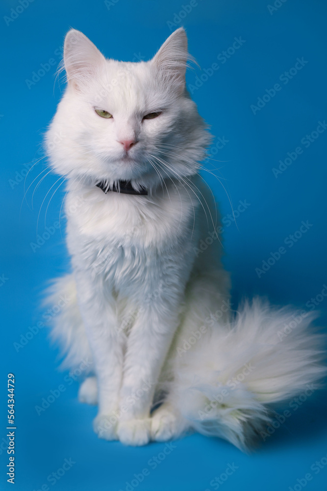 on a blue background sits a white fluffy pet cat with green eyes and a pink nose in a black collar. for splash screens, labels, flyers, store banners, pet store advertisements on a blue background sits a white fluffy pet cat with green eyes and a pink nose in a black collar. for splash screens, labels, flyers, store banners, pet store advertisements