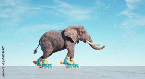 Elephant goes on rollers. photo