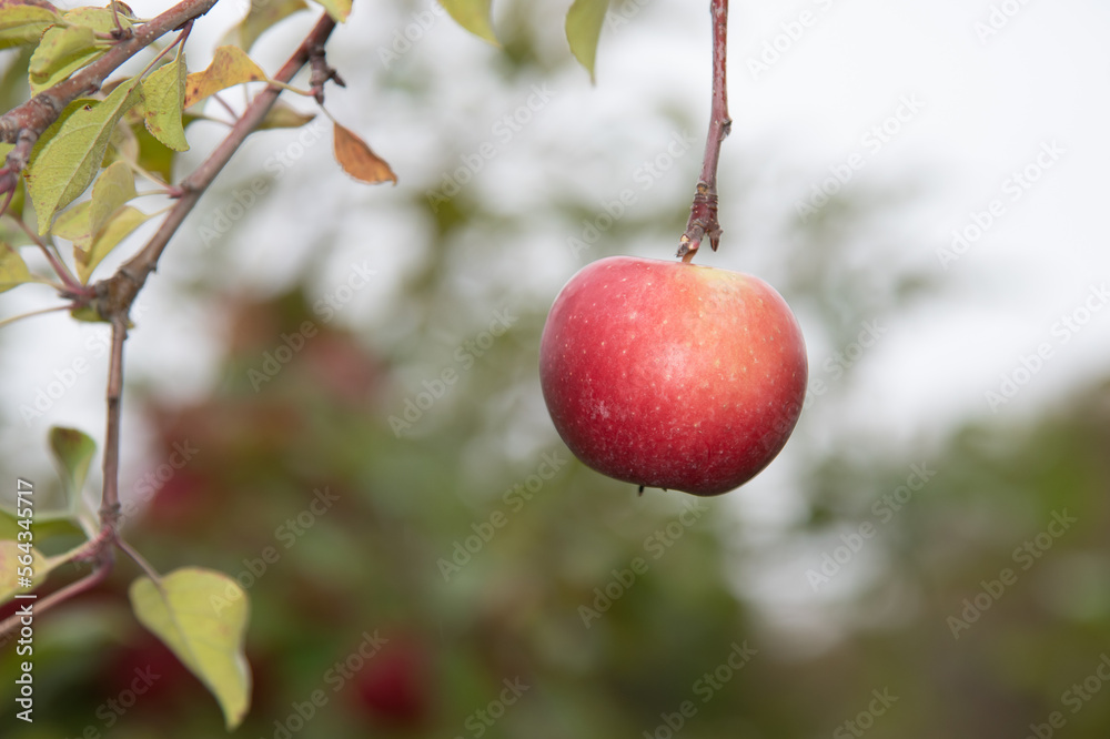 red apples on a branch red apples on a branch