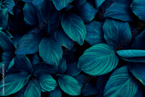 blue tropical leaf, dark nature background