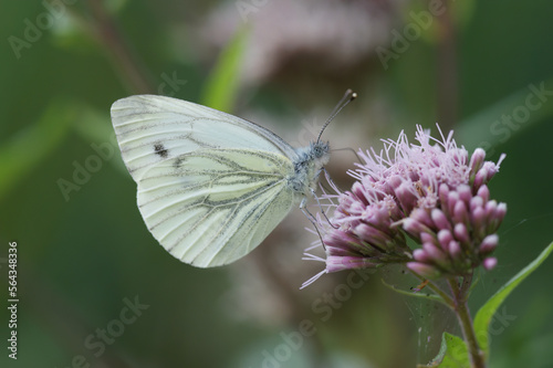 A closeup of a green-veined white, Pieris napi, butterfly with open wings on a pink Eupatorium cannabinum flower