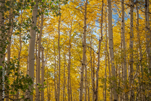 The Golden Leaves of an Autumn Aspen Grove in Colorado
