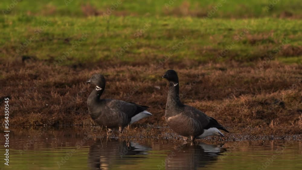 Two brants or brent geese (Branta bernicla) standing in a marsh Two brants or brent geese (Branta bernicla) standing in a marsh