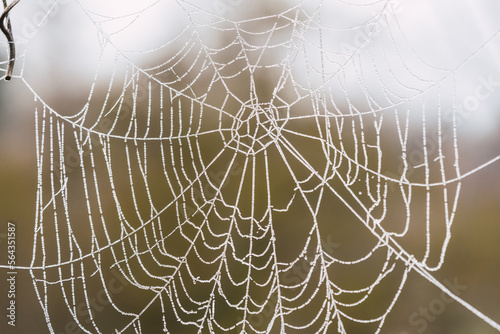 frozen spider web on a cold winter morning