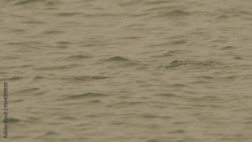 A female The common goldeneye or simply goldeneye (Bucephala clangula) swimming and diving A female The common goldeneye or simply goldeneye (Bucephala clangula) swimming and diving
