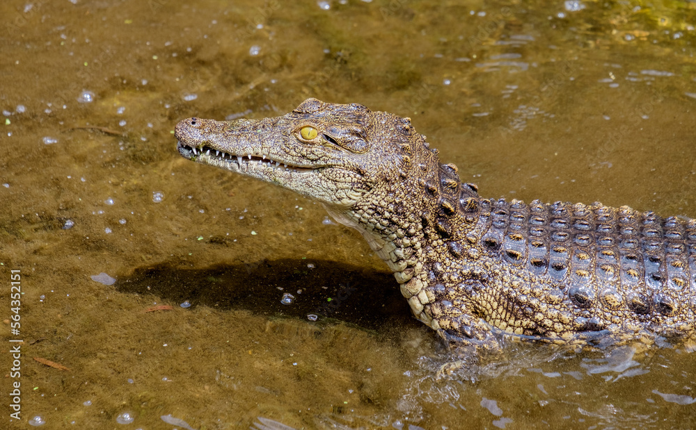 A young Nile crocodile chases away other crocodiles of similar size from its territory A young Nile crocodile chases away other crocodiles of similar size from its territory
