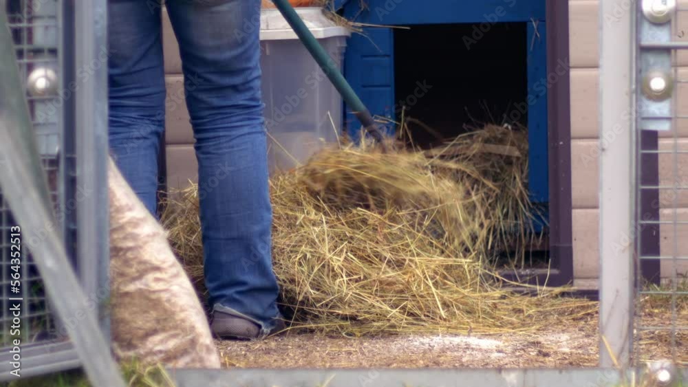 Farmer rakes out chicken coup bedding Farmer rakes out chicken coup bedding