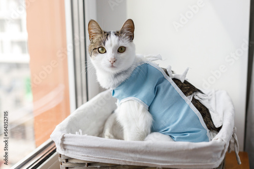 Cute cat after spaying sitting in basket at window. Post-operative Care. Pet sterilization concept. Adorable kitty portrait in special suit bandage recovering after surgery photo