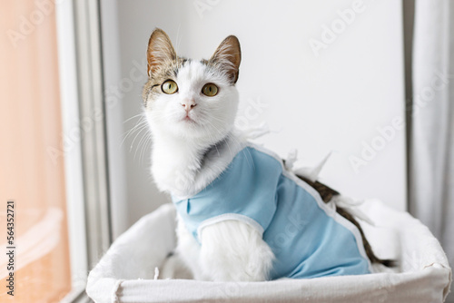 Adorable cat portrait in special suit bandage recovering after spaying  Post-operative Care. Pet sterilization concept. Cute kitty after surgery sitting in basket at window photo
