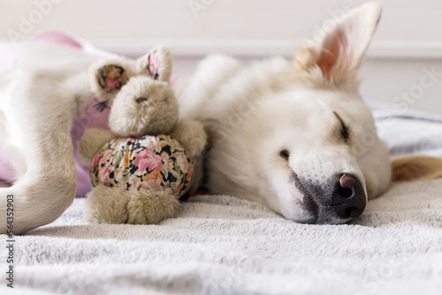 Adorable dog portrait in special suit bandage recovering after spaying. Post-operative Care. Pet sterilization concept. Cute white doggy after surgery sleeping on bed with favourite toy