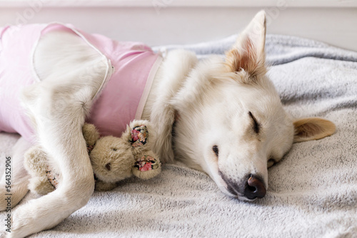 Cute dog after spaying sleeping on bed with favourite toy. Post-operative Care. Adorable white doggy portrait in special suit bandage recovering after surgery. Pet sterilization concept
